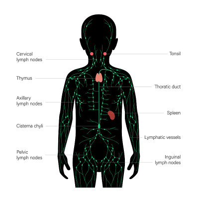 LymphaticSystem