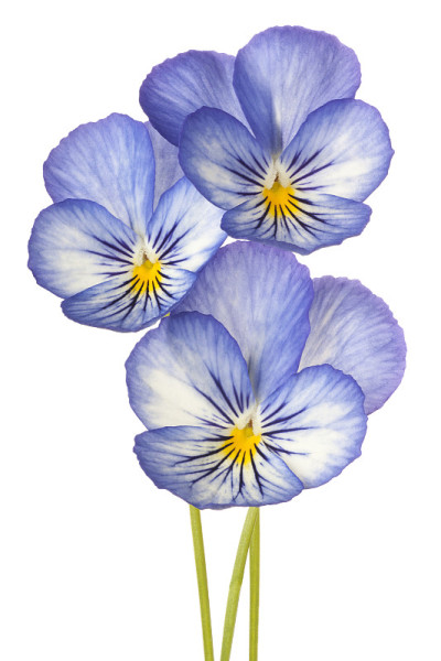 堇型花