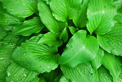 Hosta
