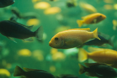 近距离观察一群马拉维慈鲷在水族馆