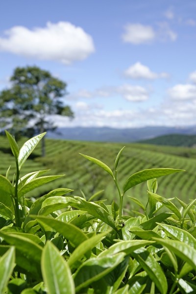 高原绿茶农场