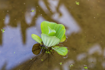 多汁的明亮的绿色叶子的Pistia植物在水中