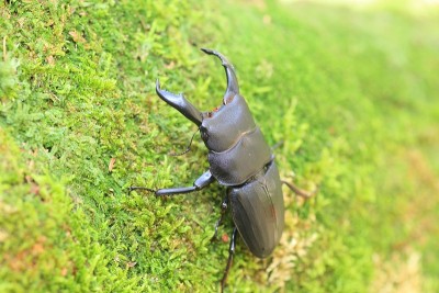 命运之日beetle