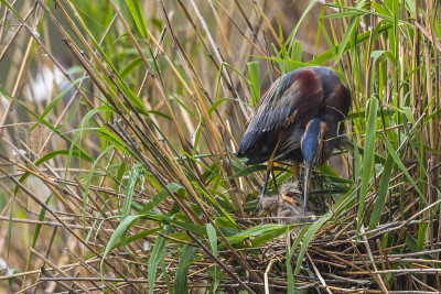 紫鹭(Ardea purpurea)