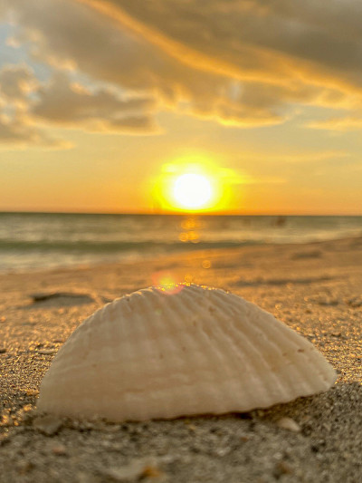 海贝壳
