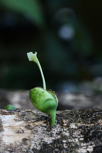 花园里的野生葫芦