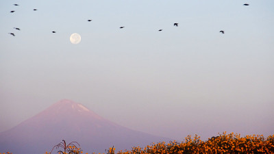 日出，鸟和火山