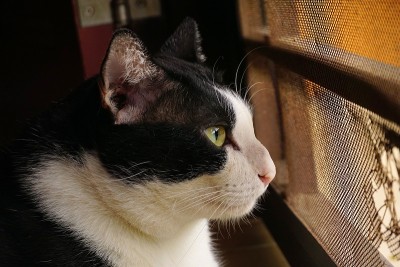 黑白家猫
