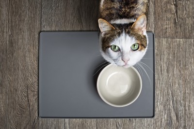 饥饿的猫坐在一个空的食物盘前，抬头看着摄像机。