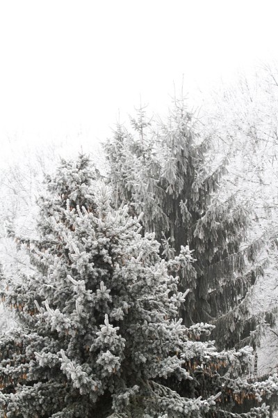 大雪