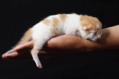 小猫在手里休息