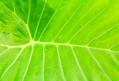 绿色的叶子，柔软的纹理，美丽的背景与复制空间添加文字(Colocasia esculenta (L.