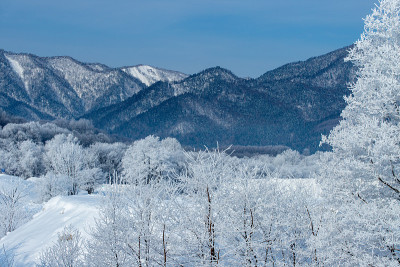 北海道富野的树木被霜覆盖。