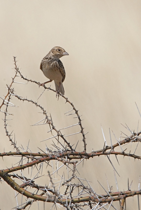 唱歌Bushlark