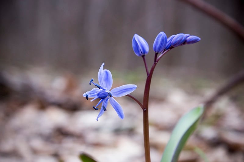 scilla