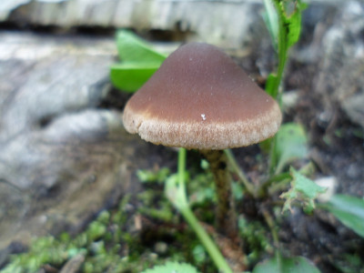 棕色小蘑菇