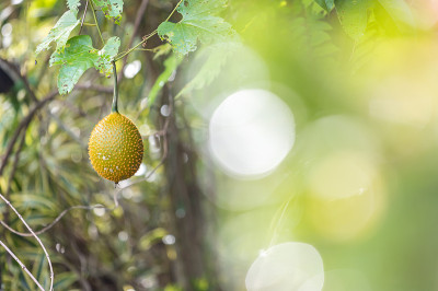 树上的Gac果(小菠萝蜜，角葫芦，刺苦瓜，甜瓜)。Momordica cochinchinensis