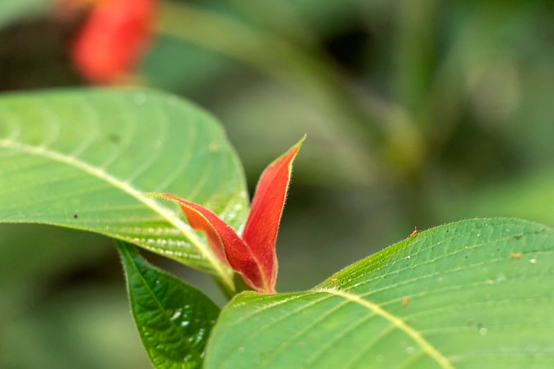 模糊的自然背景与红色的热带花:热唇花，精神tria poeppigiana