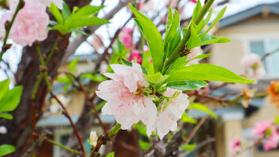 美丽的桃花