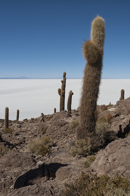 在世界上最大的盐平原乌尤尼Salar de Uyuni，玻利维亚-南美洲的Incahuasi岛(Pe