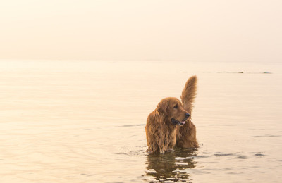 海中的金毛寻回犬