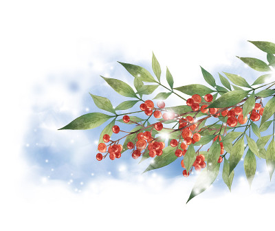 雪竹天