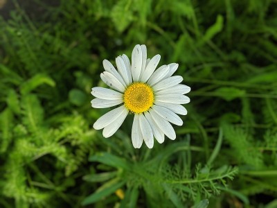一朵花瓣缺失的花的特写