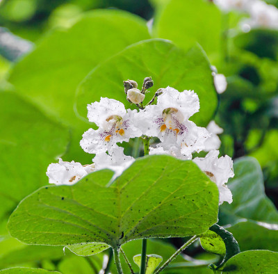 梓树的花。常见的名字包括南方梓树