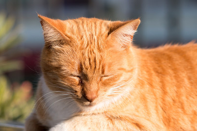 街猫