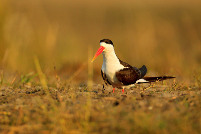 非洲Skimmer, Rynchops flavirostris, in fly。飞行行动的野生动物
