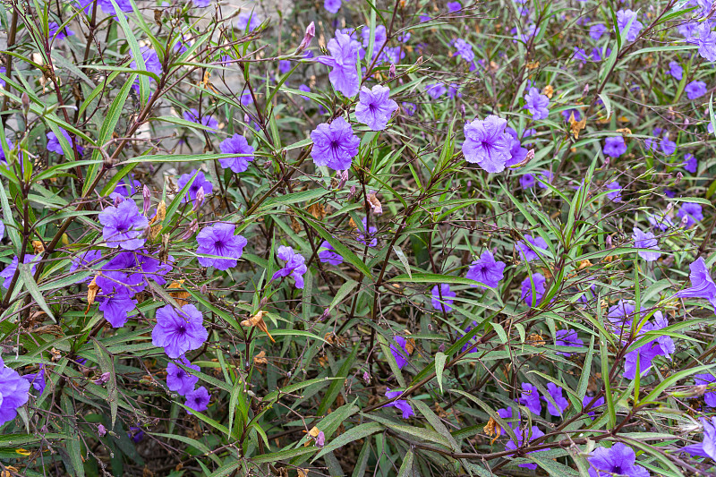 Ruellia simplex或布里顿的野生矮牵牛花