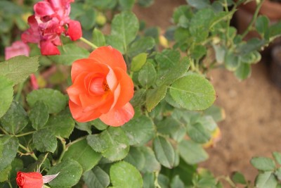 橙花万寿菊，俯视图。