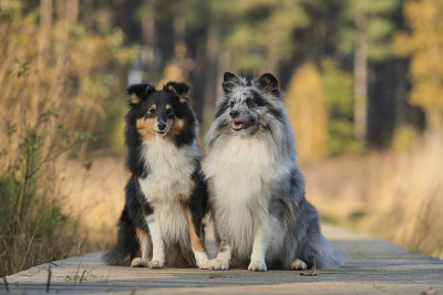 Sheltie喜乐蒂牧羊犬