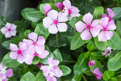 长春花、玫瑰花在花园里盛开