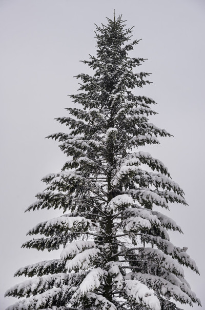 松树上覆盖着雪