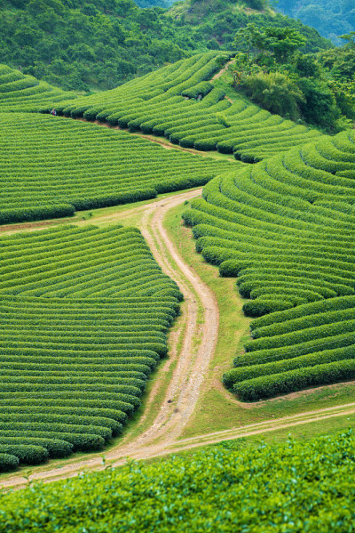 越南Moc Chau村的茶园