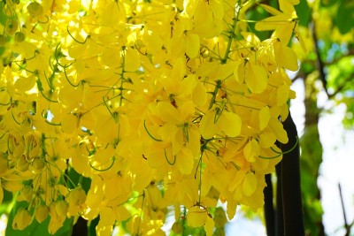 黄花