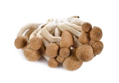 Shimeji蘑菇，白色背景上的棕色山毛榉蘑菇