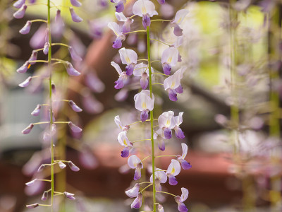 春花系列，紫藤花架