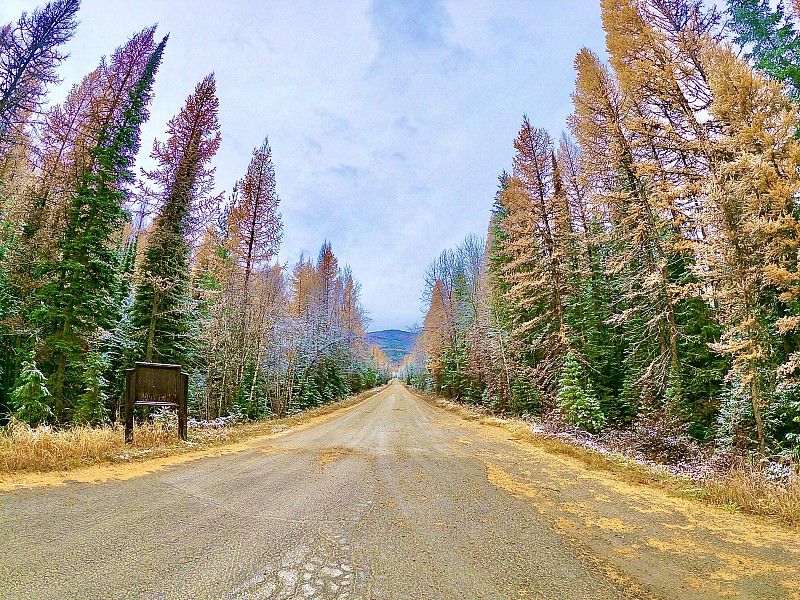 道路两旁长着绿色和黄色的雪松