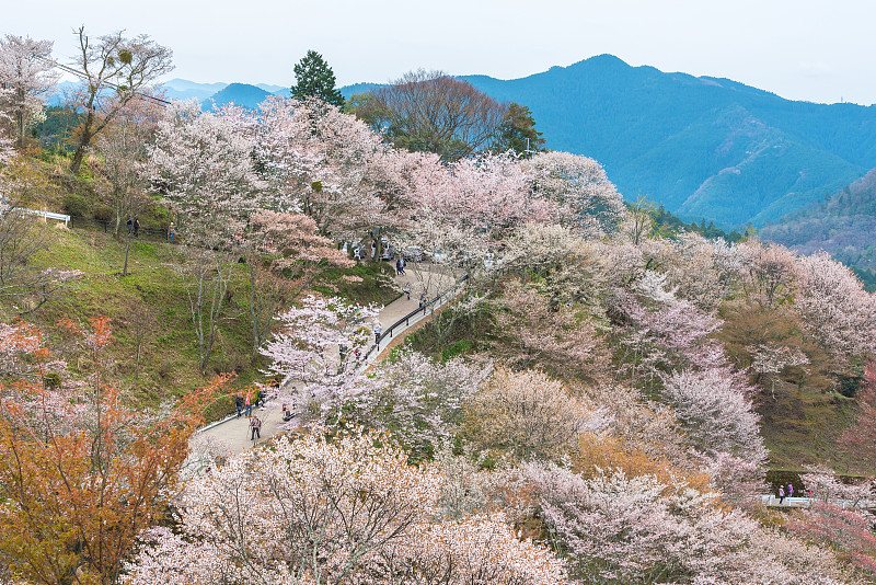 日本奈良吉野山的樱花，春天的风景。