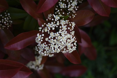 红知更鸟(日本石楠)花