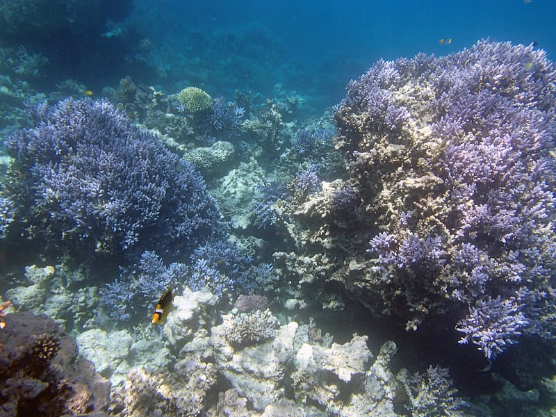 在红海里浮潜