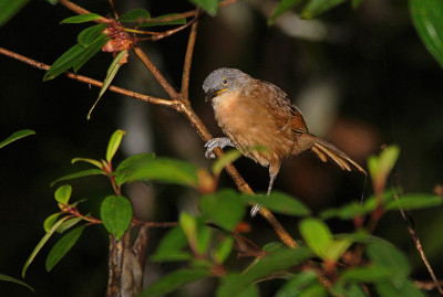 Ashy-headed Laughingthrush