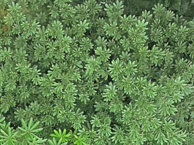 章鱼，昆士兰伞树