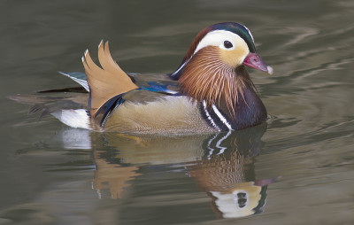 鸳鸯(Aix galericulata)