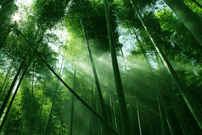 竹林晨阳