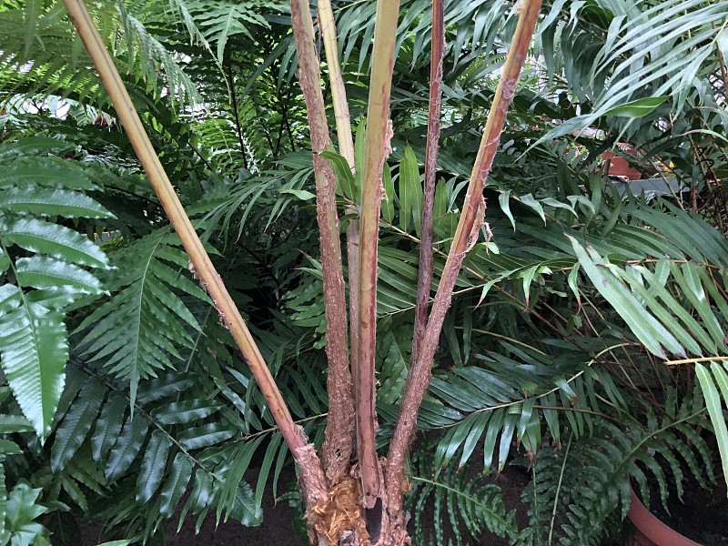 植物、热带植物学、生物学