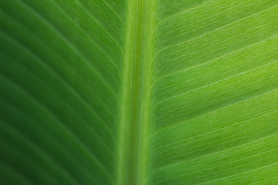 特写图案的绿色芭蕉叶表面背景