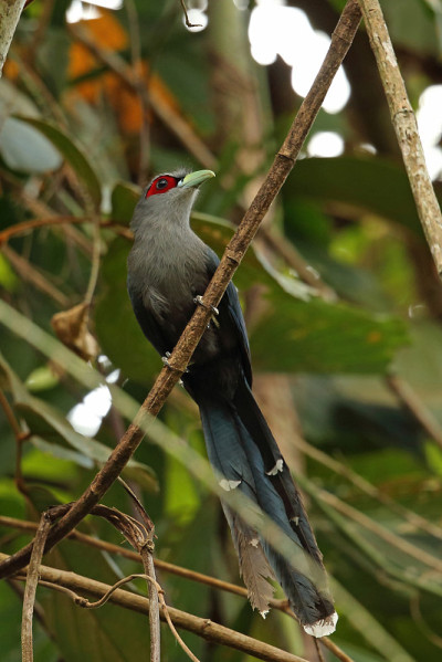 黑腹Malkoha